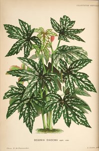 Begonia Diadema